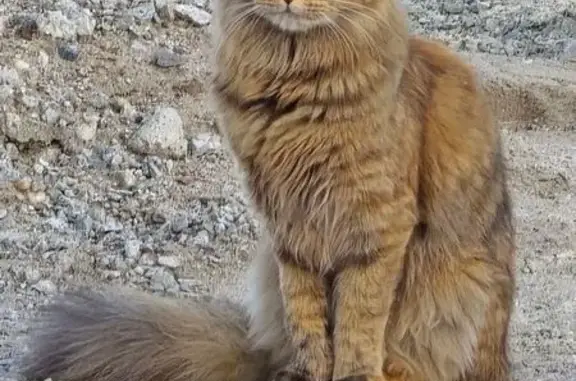 Кошки потеряшки, Амурская область, фото: Потеряшка кошка, Благовещенск, Амурская обл.