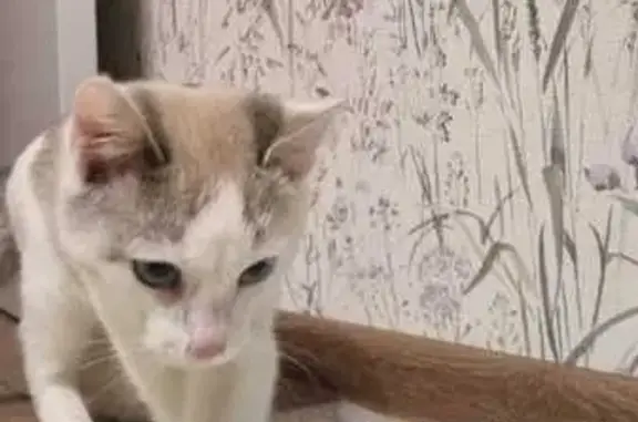 Кошка найдена в электричке, Тверь