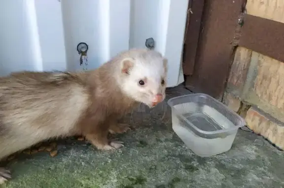 Пропал белый хорек, ул. Ленина...