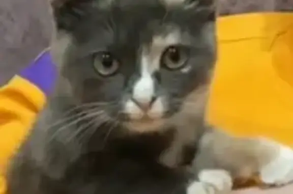 Пропала кошка, 1 мкрн, Бузулук, 19