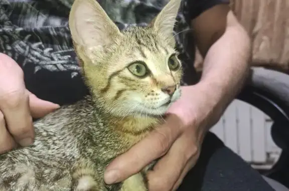 Найдена кошка, Белово, фото: Найден котенок, Песчаная ул., 2Б, Белово