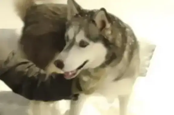 Пропала хаски на Левом Берегу Орлика