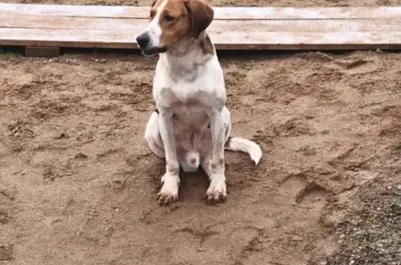 Собака найдена, Удмуртия