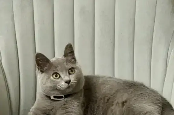 Кошки потеряшки, Давлеканово, фото: Потеряшка кошка, Донская ул. 4, Давлеканово