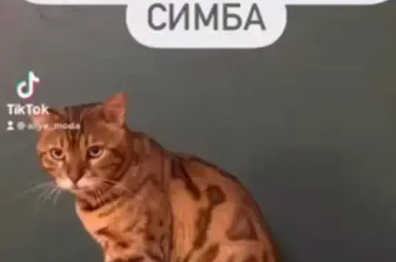 Пропала кошка, Уфа, Башкортостан