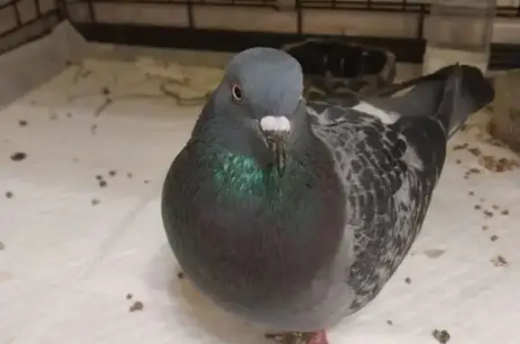 Пропала птица, Лужнецкая наб., Москва