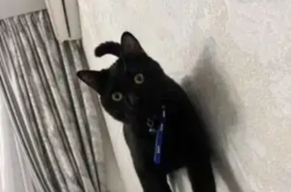 Пропала кошка, ул. А. Алиева 8, Махачкала