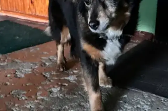 Найдена собака, Северодвинск, фото: Собака найдена на Октябрьской, 13, Северодвинск