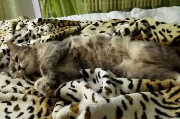 Пропал кот, ул. Конева, Омск