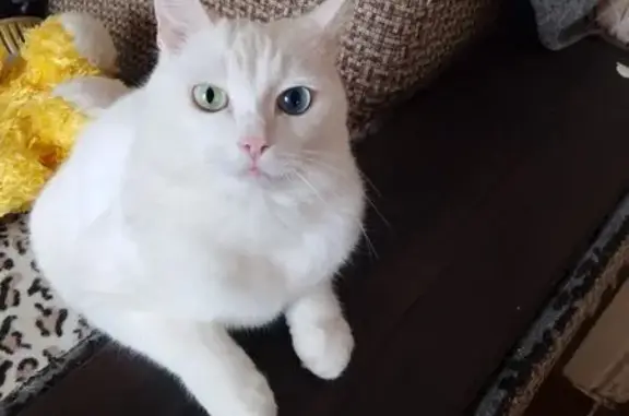 Пропала глухая кошка, Механическая 9