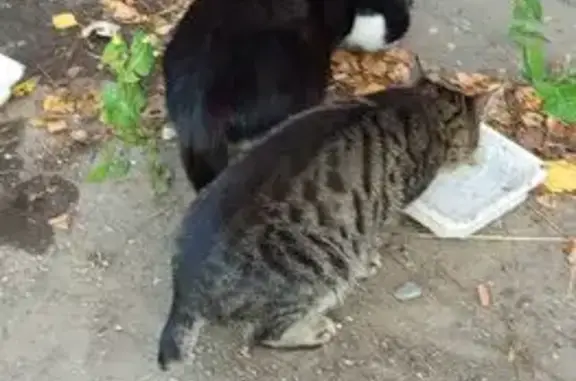 Пропала кошка без хвоста