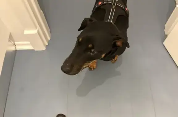 Объявления о пропавших и найденных животных, Москва, фото: Найдена собака, пр. проезд №789, Москва