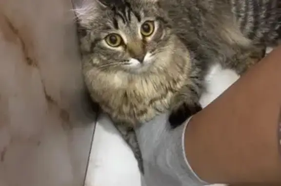 Пропала кошка, Шиллера 34, Тюмень