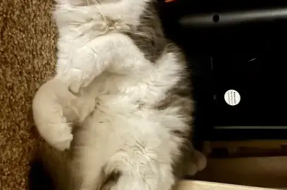 Пропала кошка, Промышленная ул., Горно-Алтайск