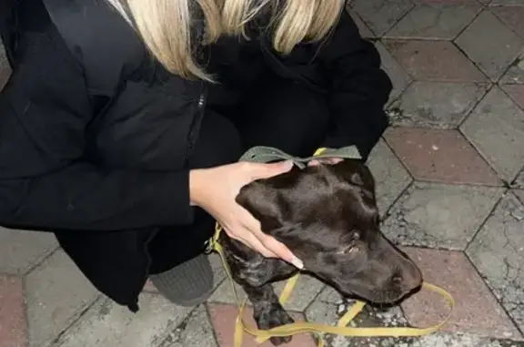 Найдена собака, Туапсе, фото: Собака найдена: ул. Короленко, 12А, Туапсе