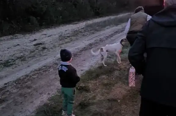 Найдена собака, , фото: Собака найдена: Куйбышевская 12, Терновка