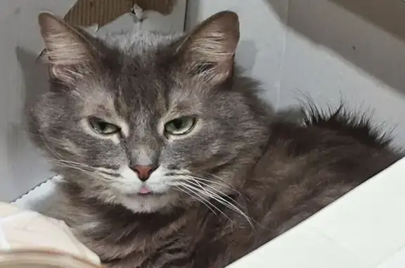 Кошки потеряшки, Дзержинск, фото: Потеряшка кошка, Ленинского Комсомола 10А