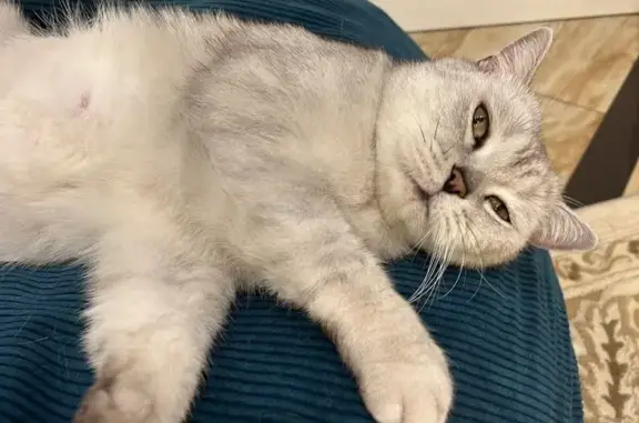 Кошки потеряшки, Московская область, фото: Потеряшка кошка в Солнечногорске, МО