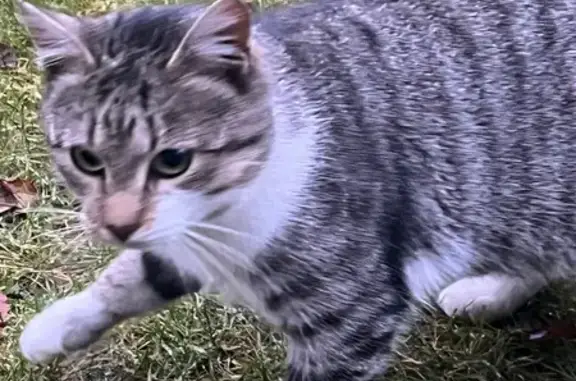 Найдена кошка, Мурманская область, фото: Найдена кошка, Мурманская обл., Лада