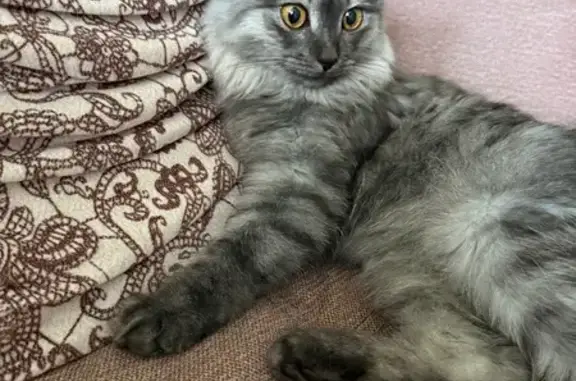 Кошка найдена: Туркестанская 57, Оренбург