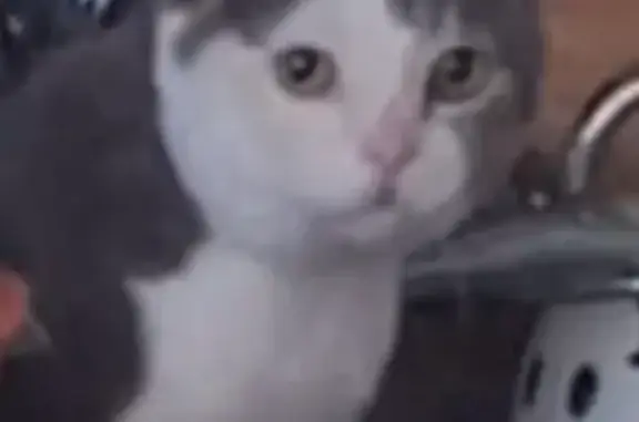 Найдена кошка, Москва, фото: Кошка найдена: пр-т Мира, Москва