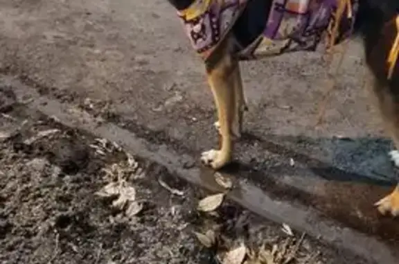 Щенок найден на Российская, 18, Иркутск