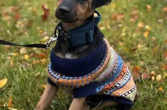 Собаки потеряшки, , фото: Потеряшка щенок на ул. Радио, МО