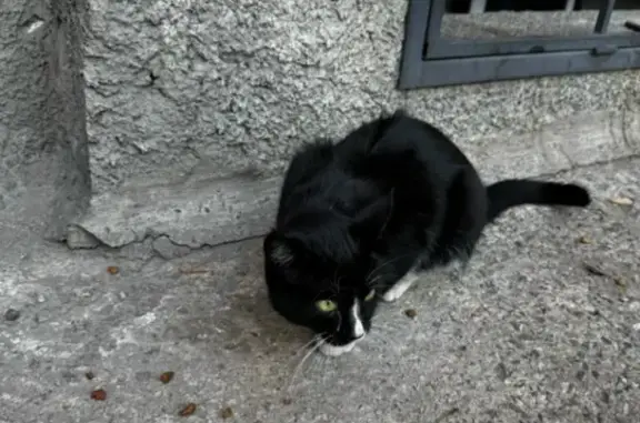 Найдена кошка, Абакан, фото: Кошка найдена: ул. Маршала Жукова, 70