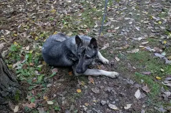 Найдена собака, Дубки, фото: Найдена собака, Мичуринская ул., Дубки