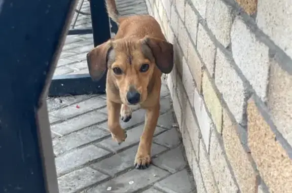 Найдена собака, , фото: Собака найдена: Стародорожная ул., 15В