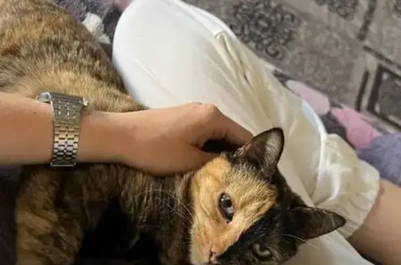 Пропала кошка Буся, Киржач, Большая Моск. 19