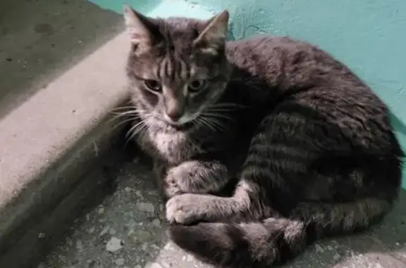 Найдена кошка, Копейск, фото: Кошка найдена на ул. Томилова, Копейск