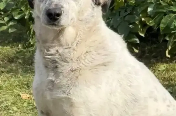 Собаки потеряшки, Калуга, фото: Потеряшка собака, ул. Железняки, Калуга