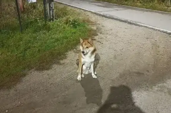 Найдена собака, Московская область, фото: Найдена собака, Денежкино, МО