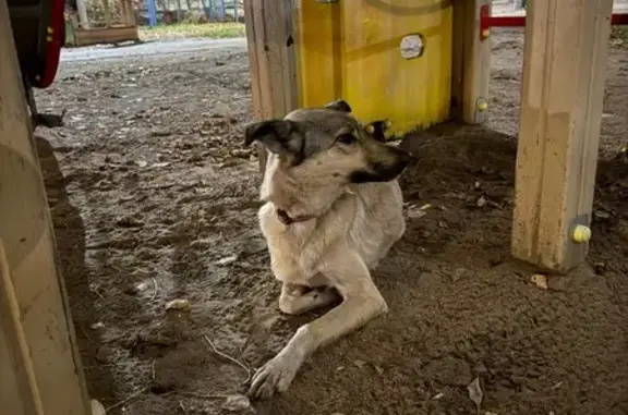 Найдена собака, Ульяновск, фото: Дворняжка найдена: Новосондецкий бул., 11