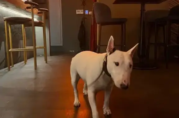 Найдена собака, Сочи, фото: Бультерьер найден: Шкиперский пер., 3, Сочи