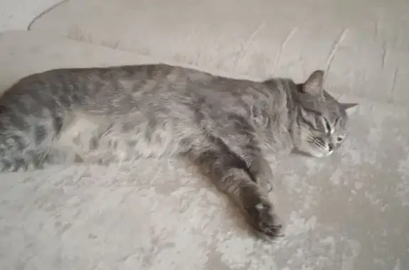 Пропала кошка, Дворовая 29, Н. Новгород