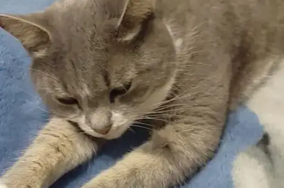 Пропала кошка, ул. Зои Космодемьянской