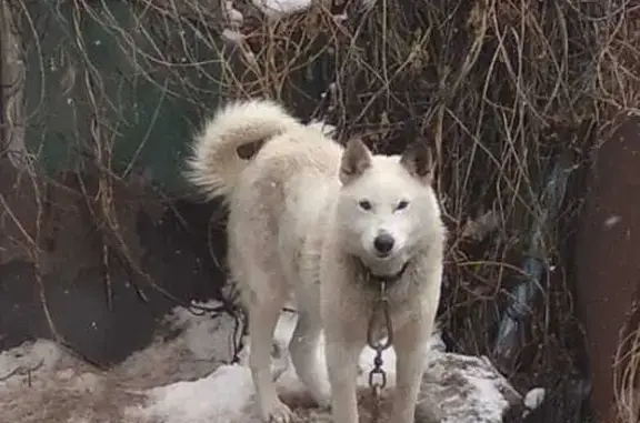 Пропала лайка, 2-я Береговая 2, Оренбург