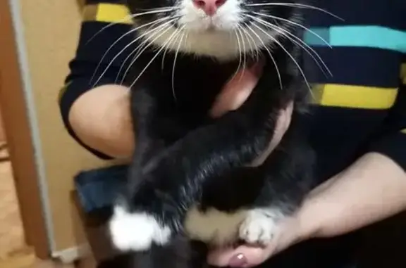 Найдена кошка, Псков, фото: Кошка найдена: Алёхина 24, Псков