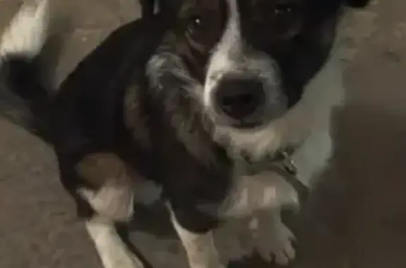 Собака найдена: Юфимцева 6 к1, Ростов-на-Дону