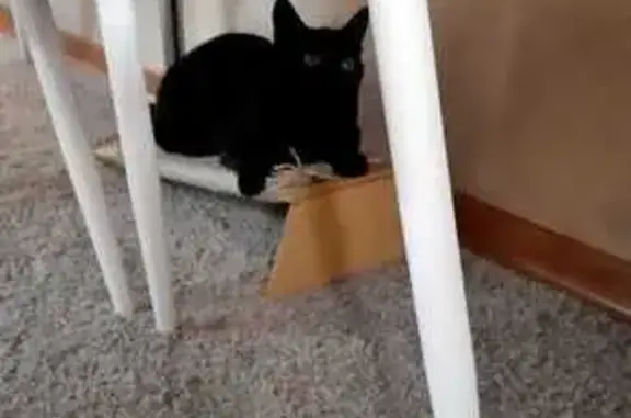 Найдена кошка, городской округ Сургут, фото: Найдена кошка, ул. Мелик-Карамова, 28/3