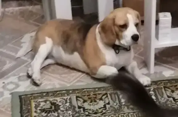 Найдена собака, Нижегородская область, фото: Бигль найден в Нижнем Новгороде, нужна помощь