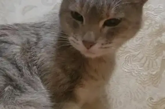 Найдена кошка, Первомайская 66, Уфа