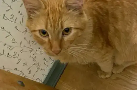 Пропала кошка в Красной Пахре, Москва