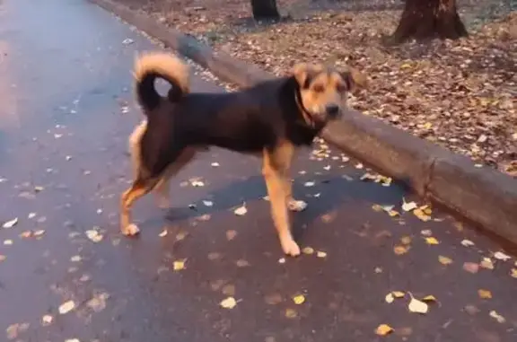 Найдена собака, Москва, фото: Найдена собака: 7-я Парковая ул., 33 к1