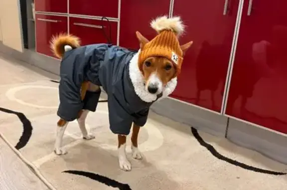 Пропала собака, ул. Зубковой, 26Г, Рязань