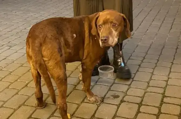Найдена собака, Рамонь, фото: Потеряшка у ветклиники «Бим», Рамонь, 9 Янв.