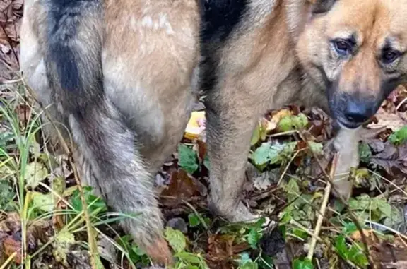 Найдена собака, Посёлок имени Свердлова, фото: Собака найдена: пос. им. Свердлова, 41К-078