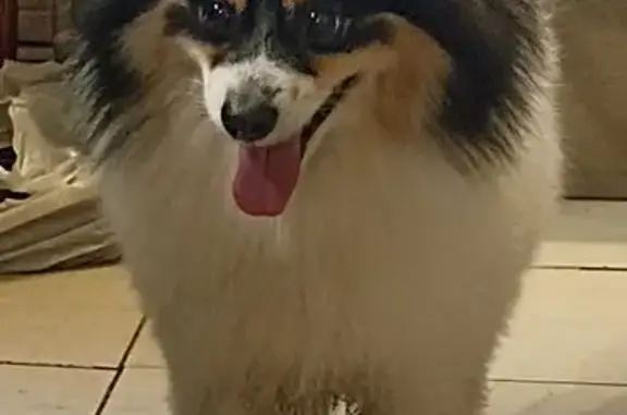 Найдена собака, Петергоф, фото: Шпиц найден в Петергофе, Ораниенбаумский спуск